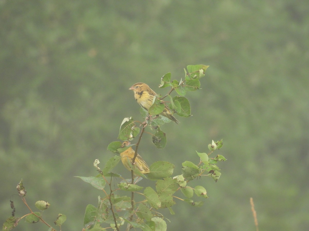 Bobolink - ML639509616