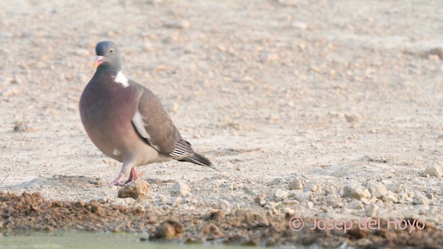 Common Wood-Pigeon - ML639509644