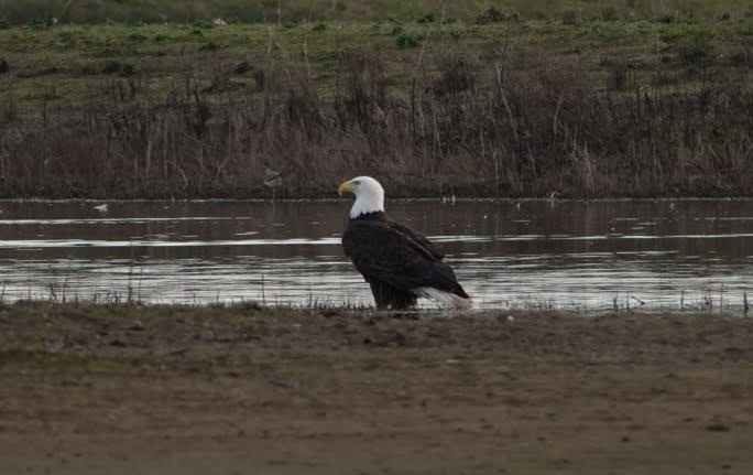 Bald Eagle - ML639509672