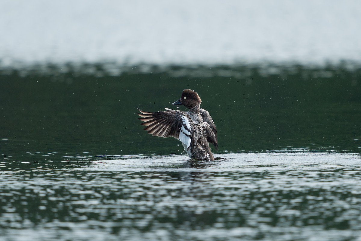 Common Goldeneye - ML639509741
