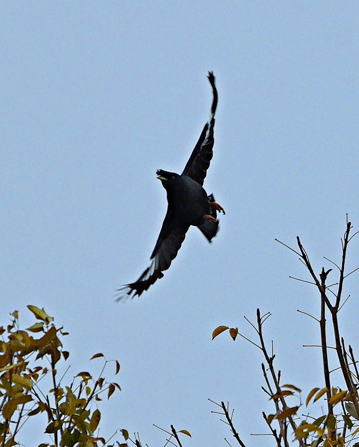 Crested Myna - ML639509758