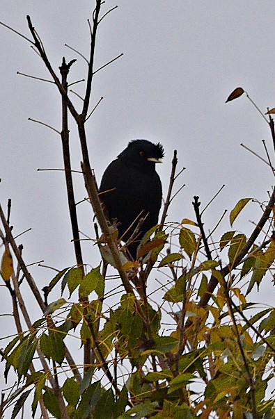 Crested Myna - ML639509759