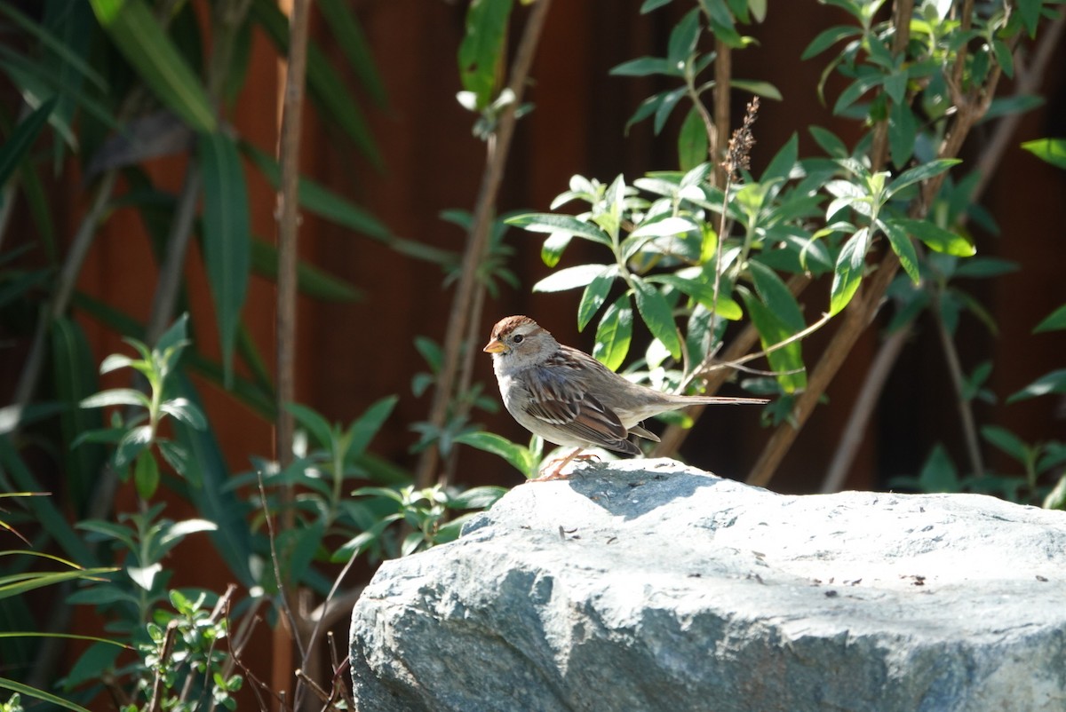 White-crowned Sparrow - ML639509769