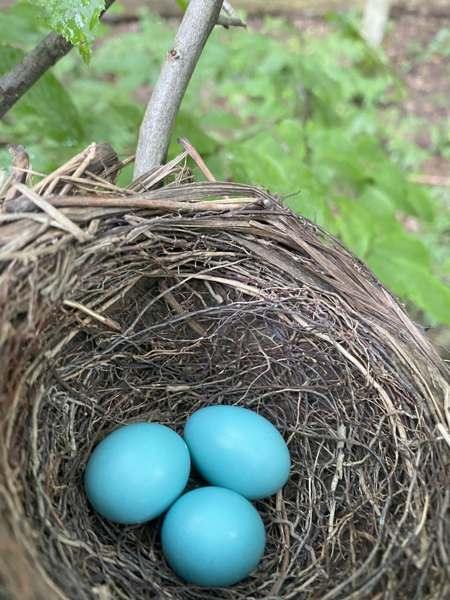 Wood Thrush - ML639509817
