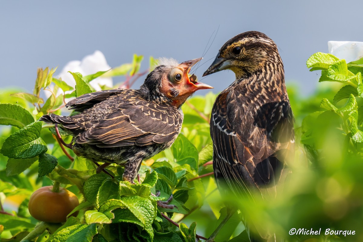 Red-winged Blackbird - ML639509978