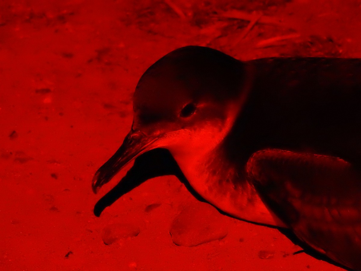 Manx Shearwater - ML639510011