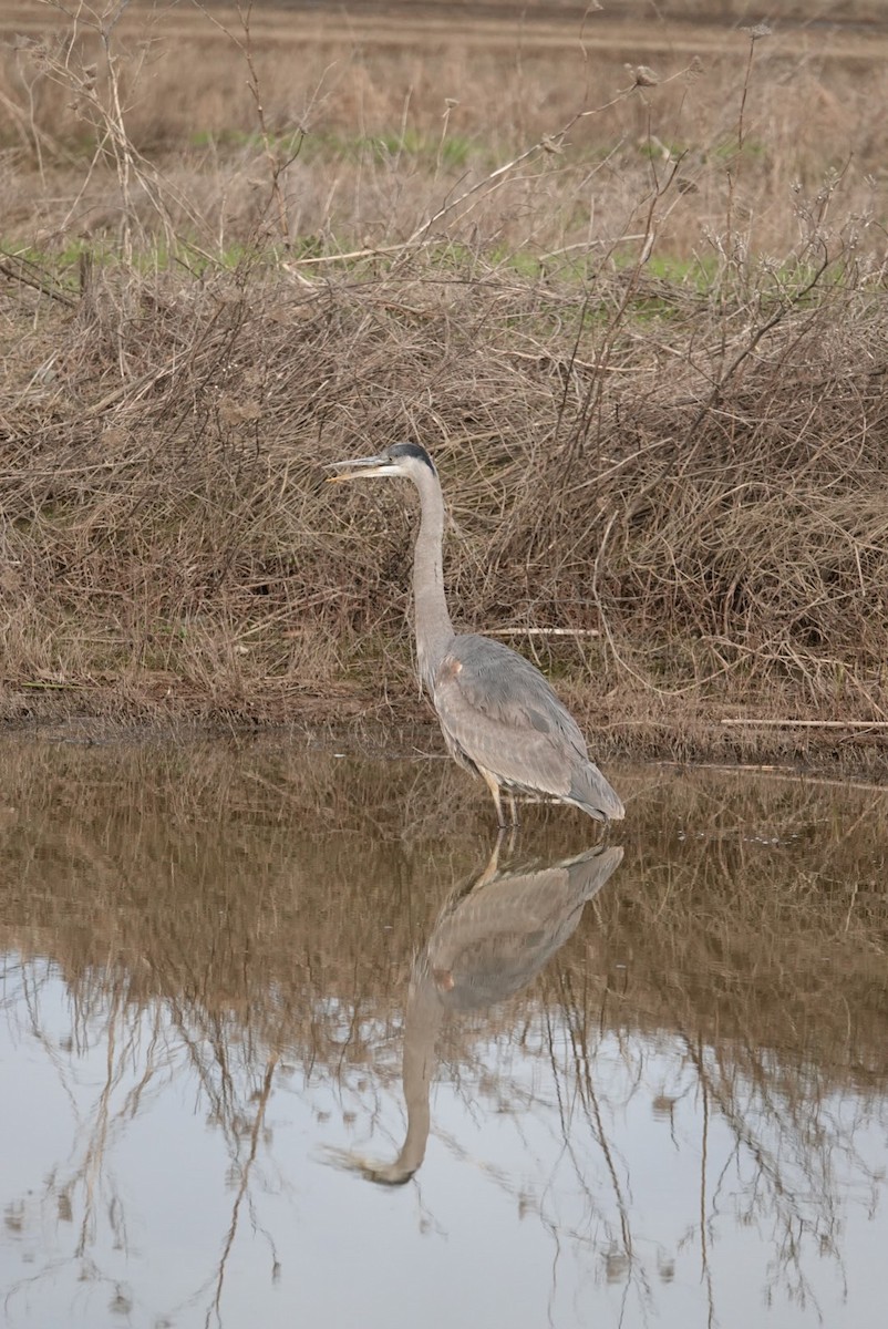 Great Blue Heron - ML639510085