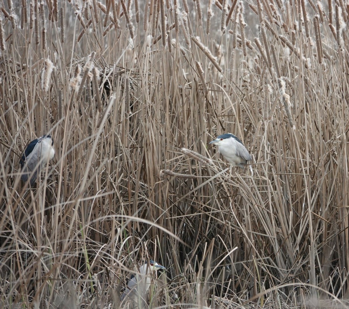 Black-crowned Night Heron - ML639510106