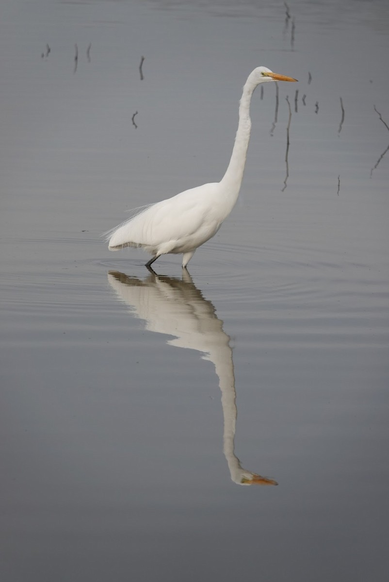 Great Egret - ML639510143