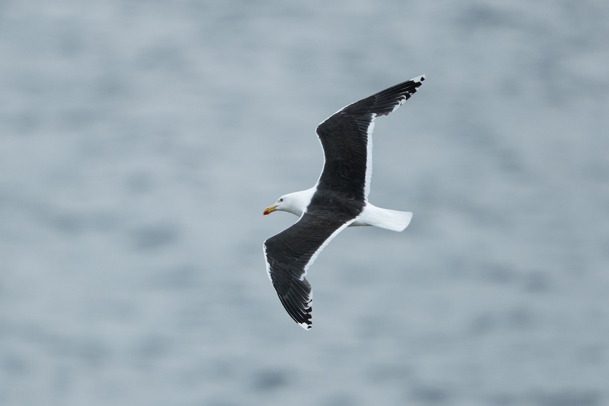 Great Black-backed Gull - ML639510185