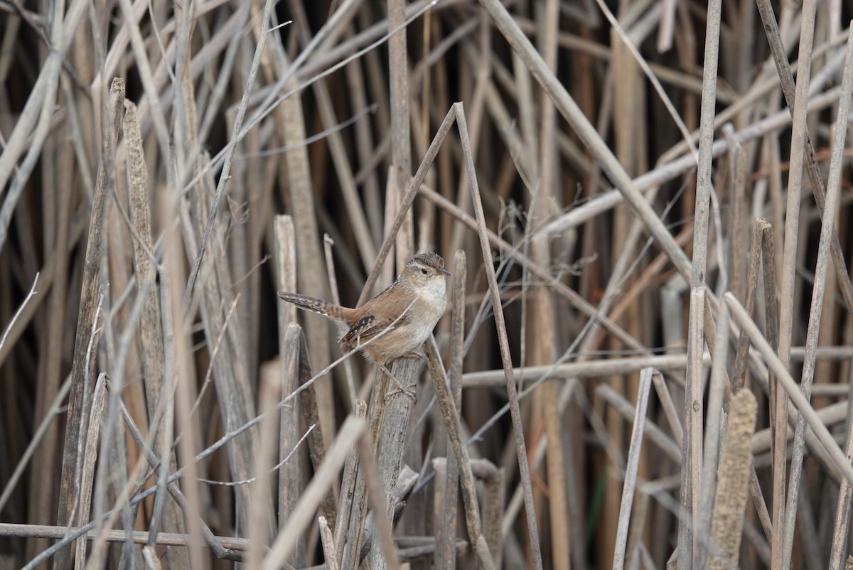Marsh Wren - ML639510199