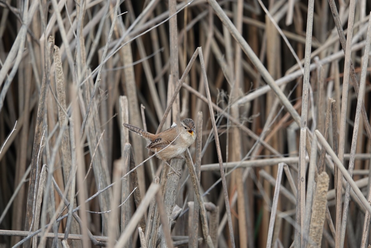 Marsh Wren - ML639510200
