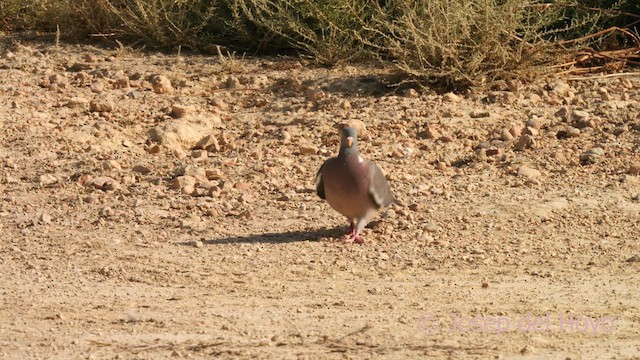 Common Wood-Pigeon - ML639510223