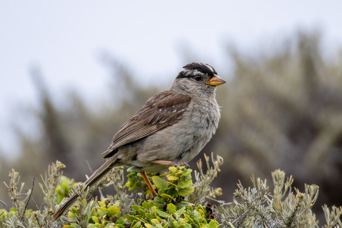 White-crowned Sparrow (nuttalli) - ML639510292
