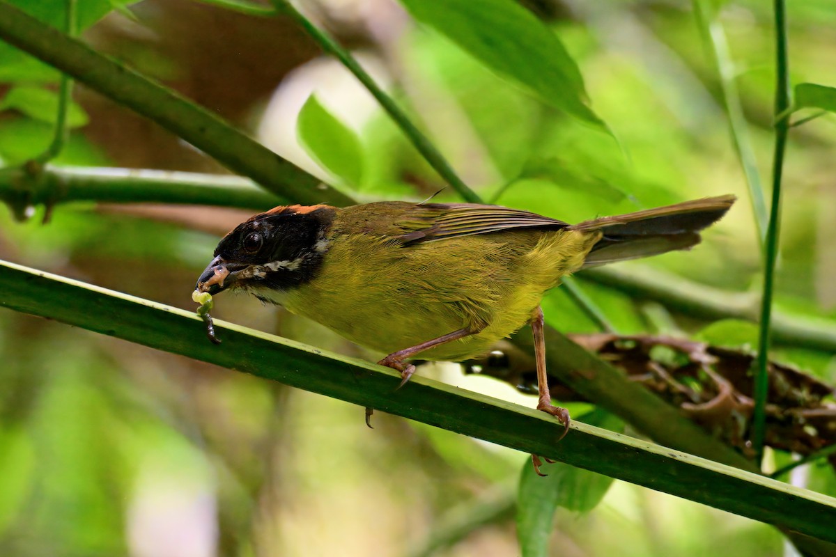 Moustached Brushfinch - ML639510304