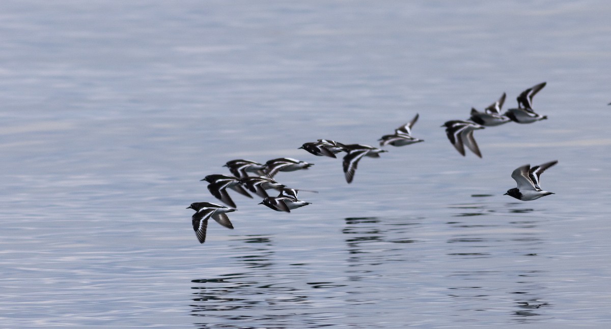 Black Turnstone - ML639510307