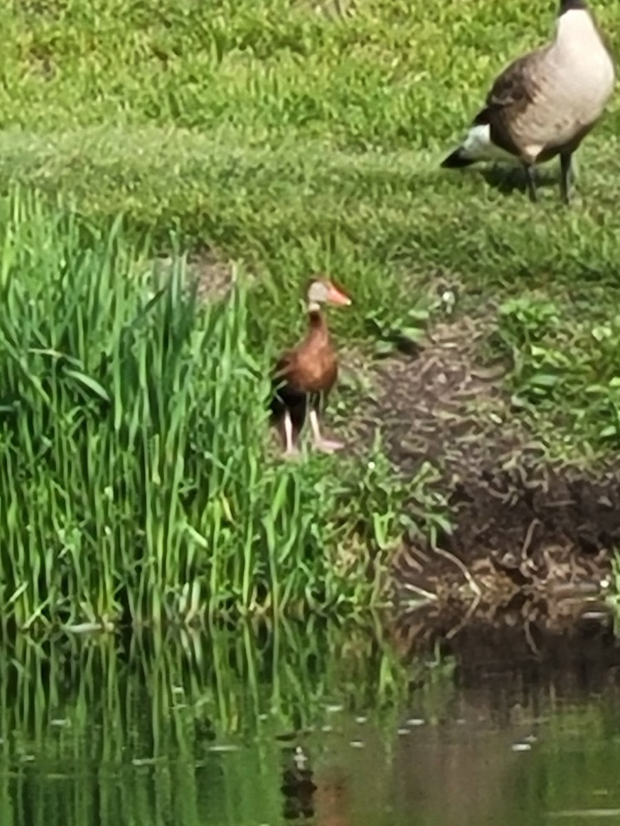 Black-bellied Whistling-Duck - ML639510328