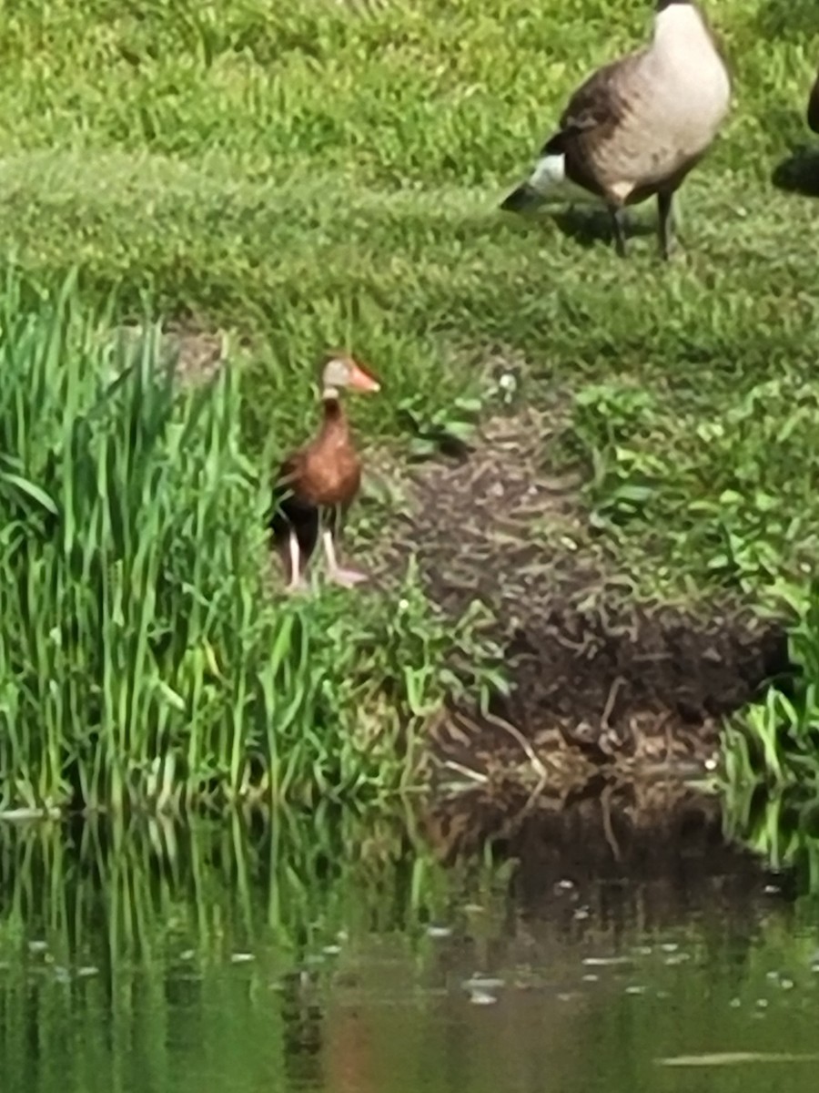 Black-bellied Whistling-Duck - ML639510329