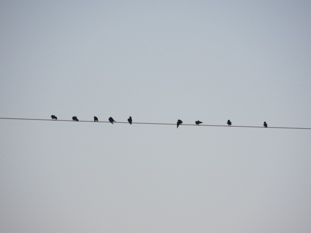 Purple Martin - ML639510444