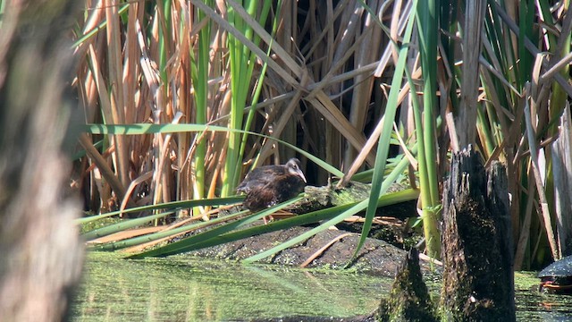 Virginia Rail - ML639510453