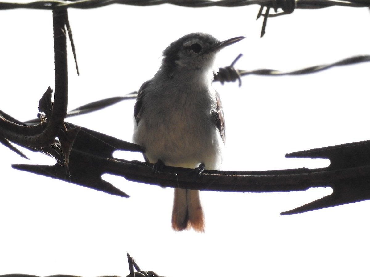 White-browed Gnatcatcher - ML639510555