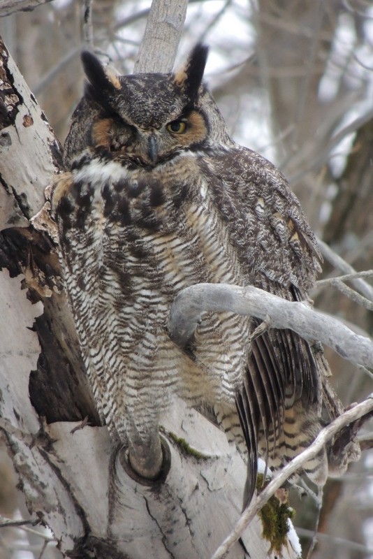 Great Horned Owl - ML639510674