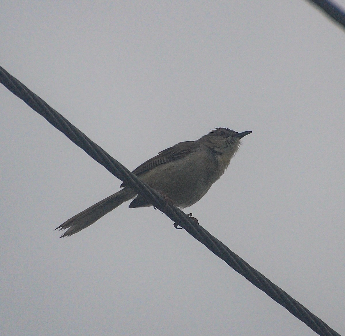 Jungle Prinia - ML639510747