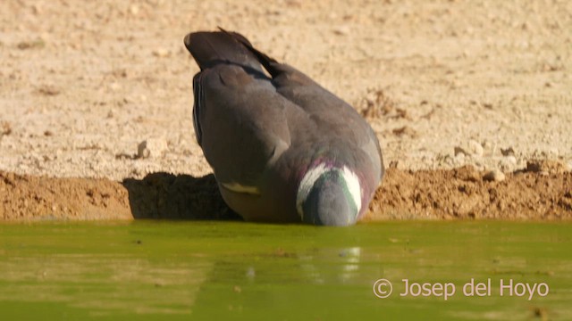 Common Wood-Pigeon - ML639510763