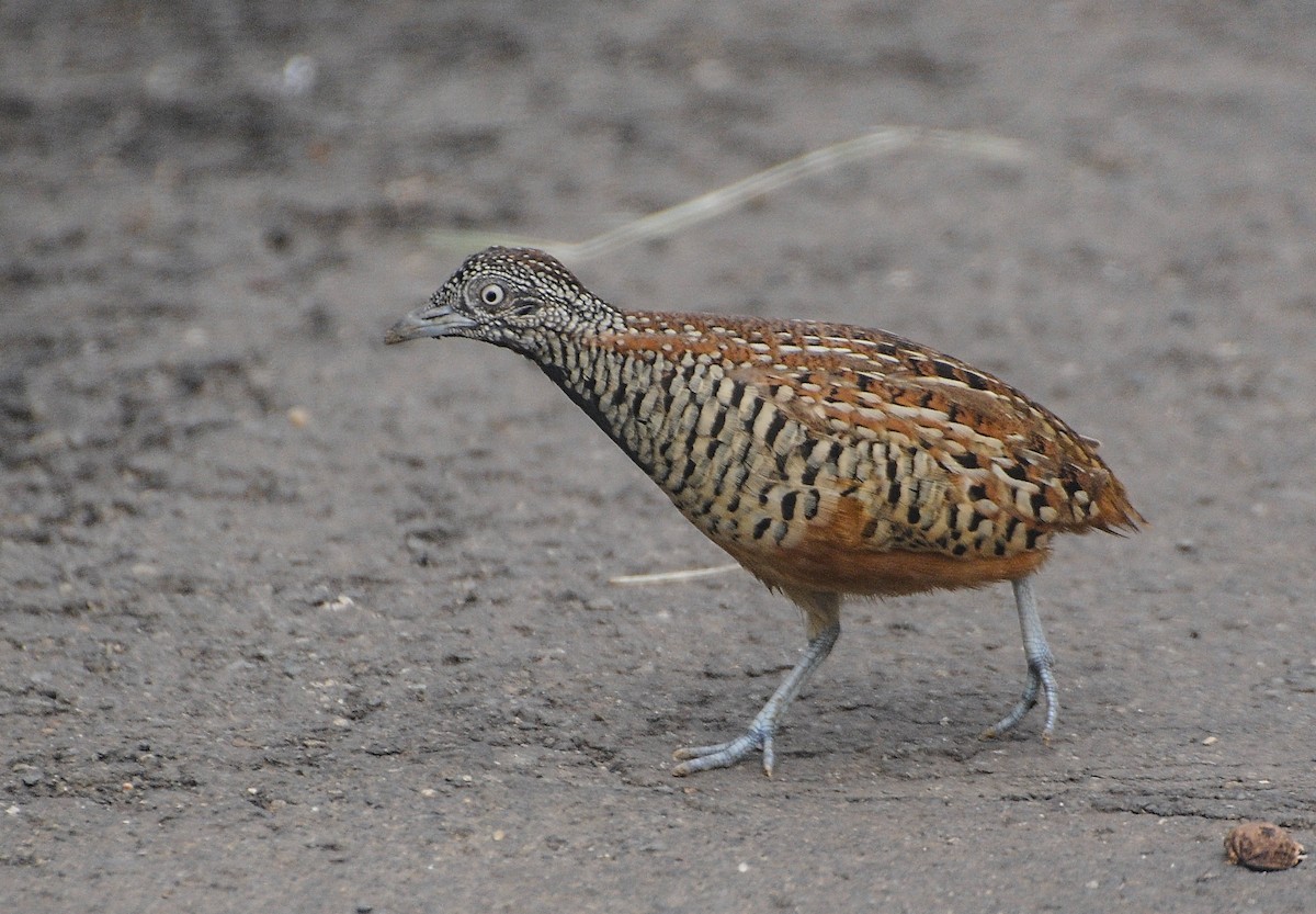 Barred Buttonquail - ML639510784