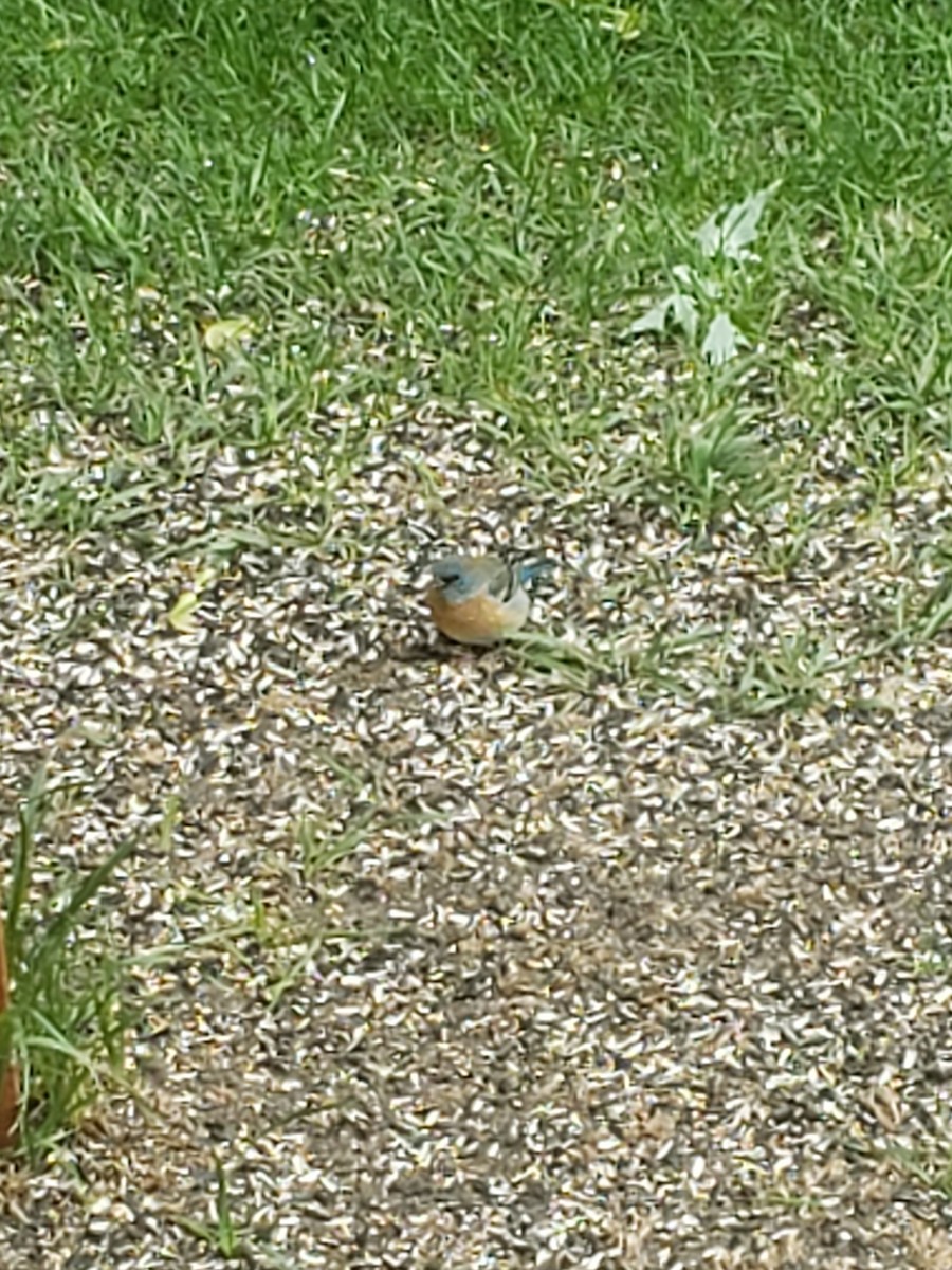 Lazuli Bunting - ML639510919