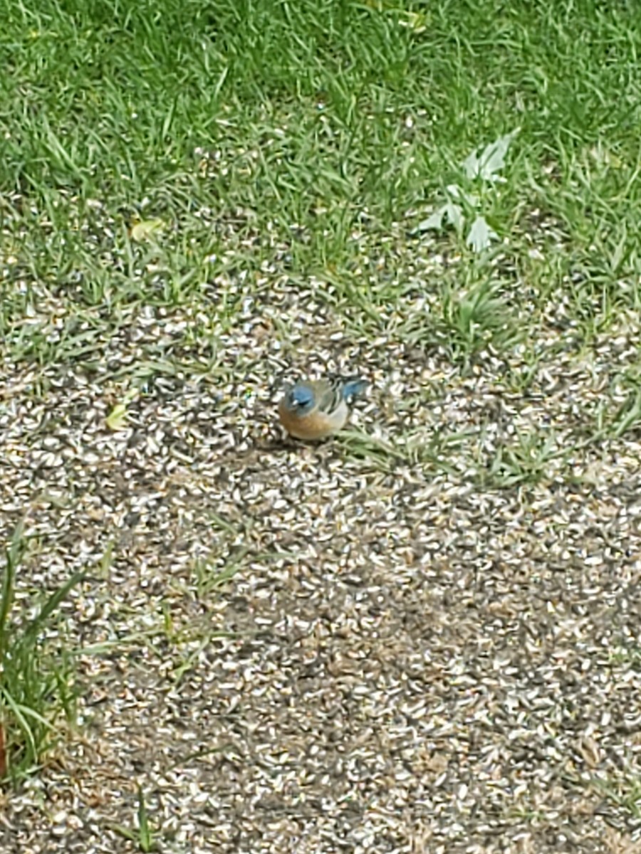 Lazuli Bunting - ML639510920