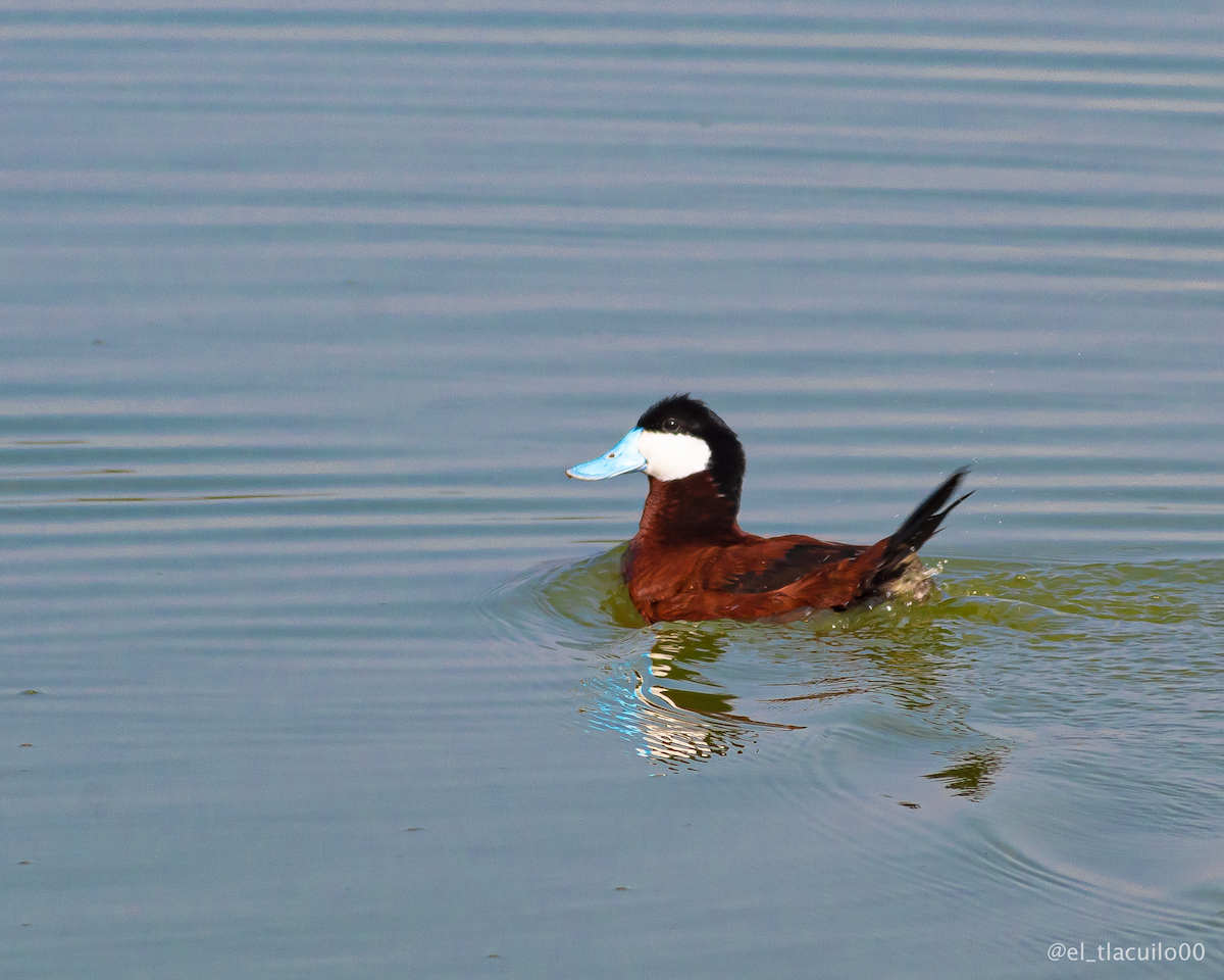 Ruddy Duck - ML639510921