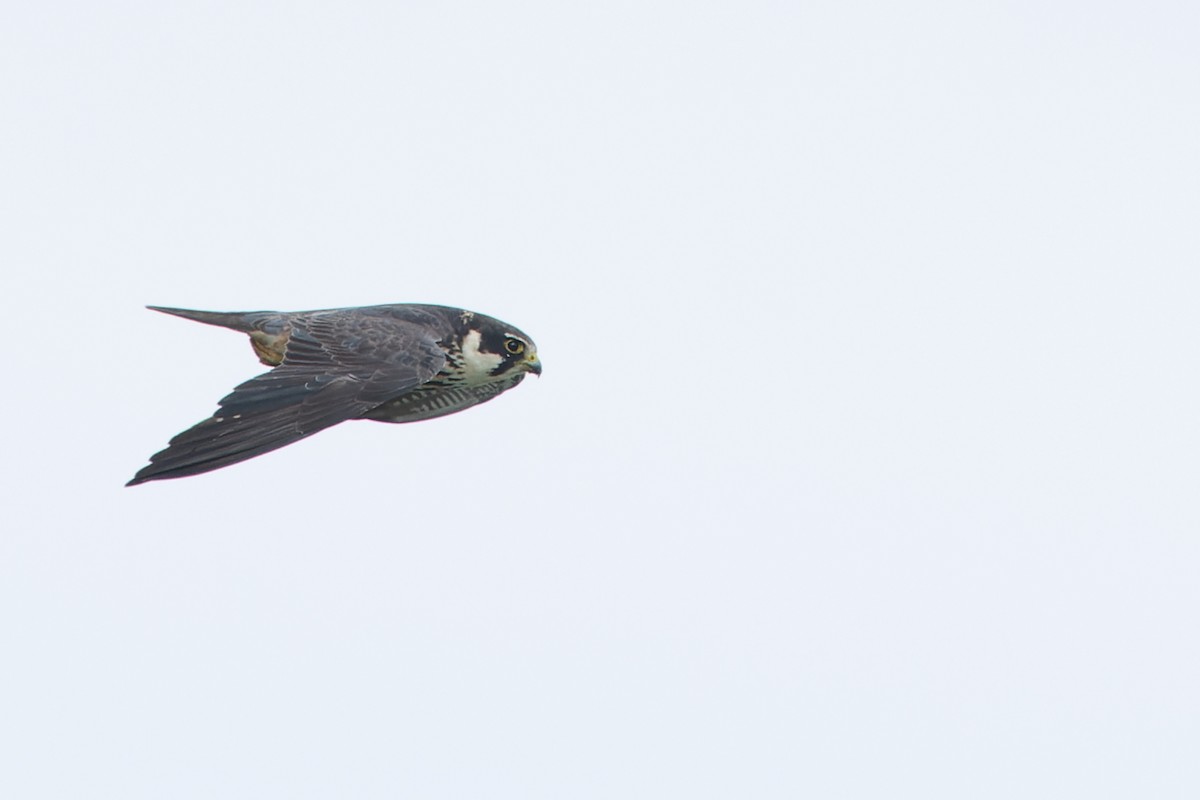 Eurasian Hobby - ML639510982