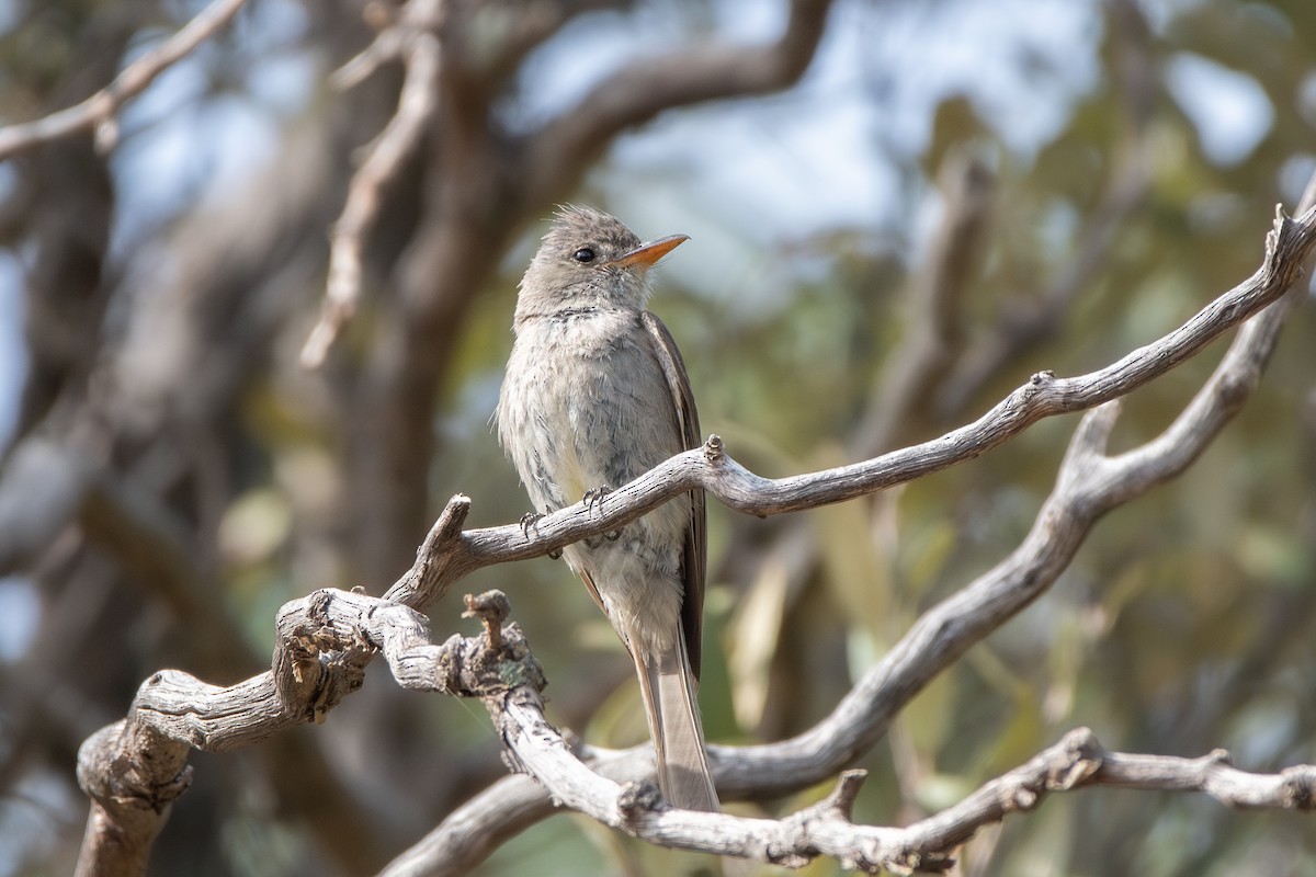 Greater Pewee - ML639511037