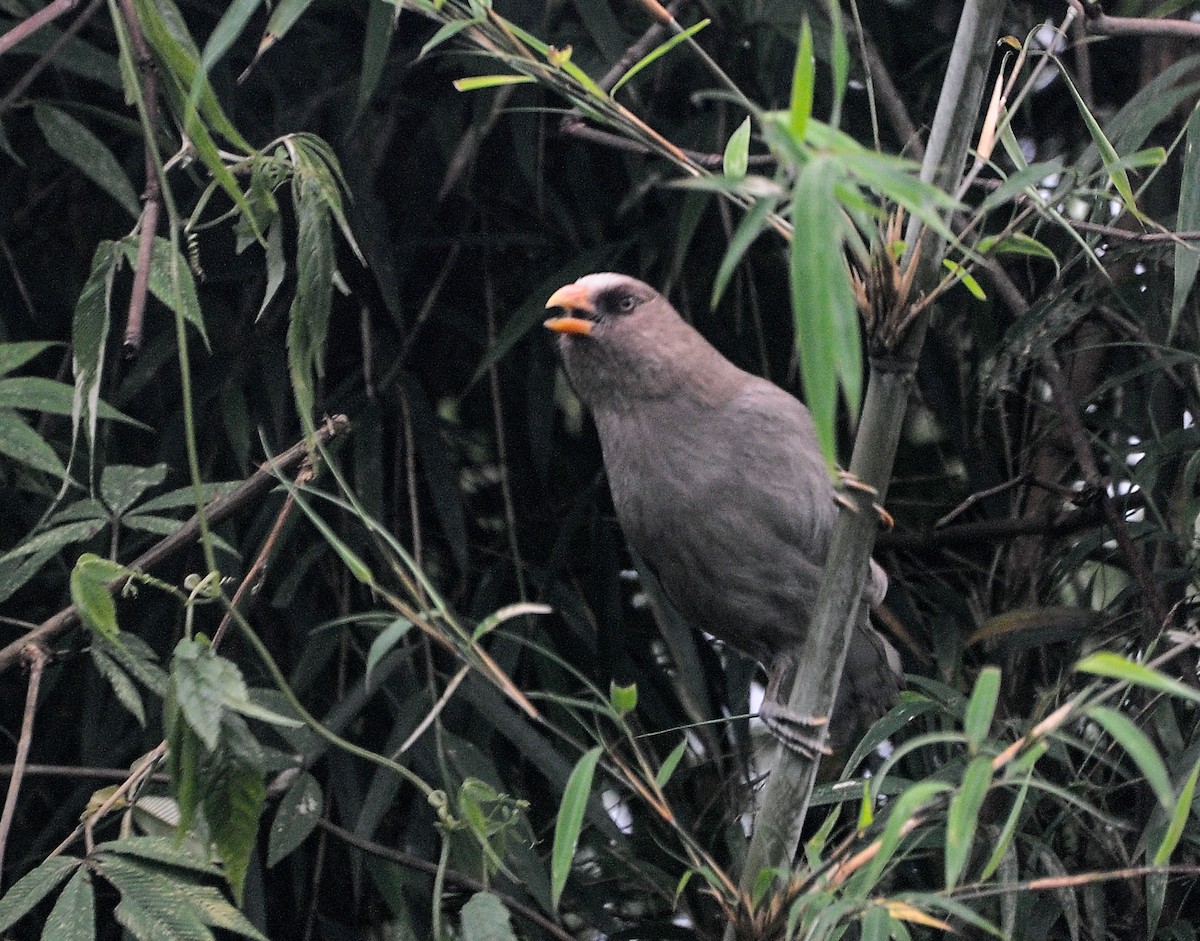 Great Parrotbill - ML639511057