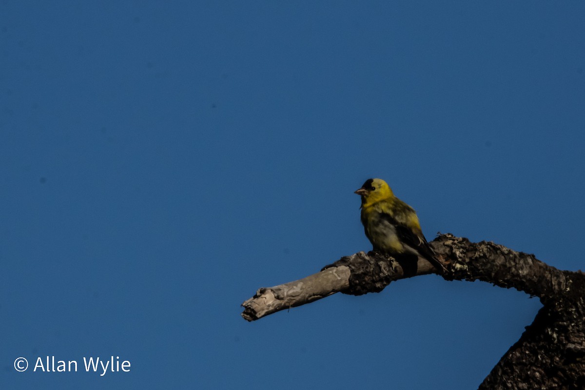 American Goldfinch - ML639511118
