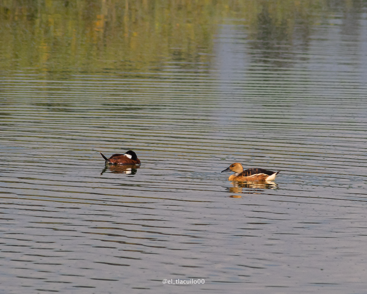 Fulvous Whistling-Duck - ML639511121