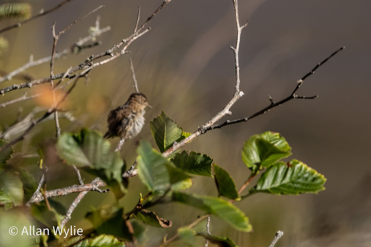 Marsh Wren - ML639511133