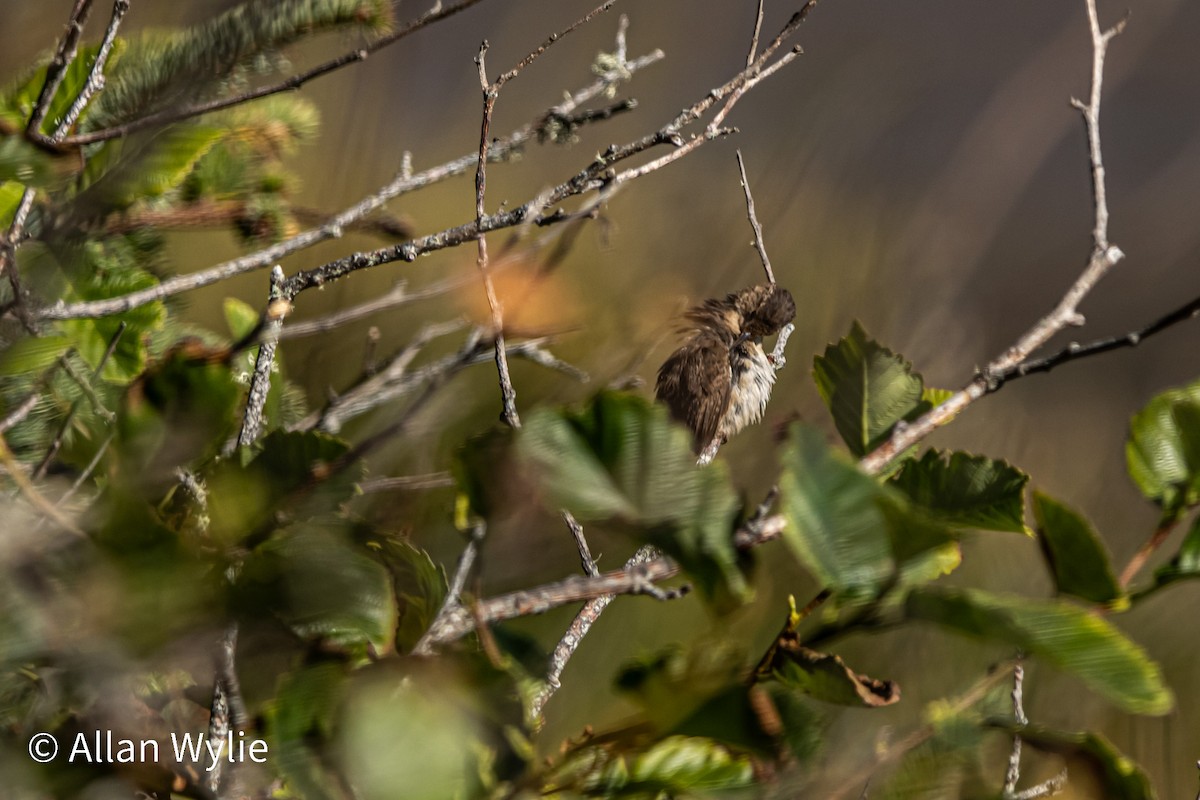 Marsh Wren - ML639511134