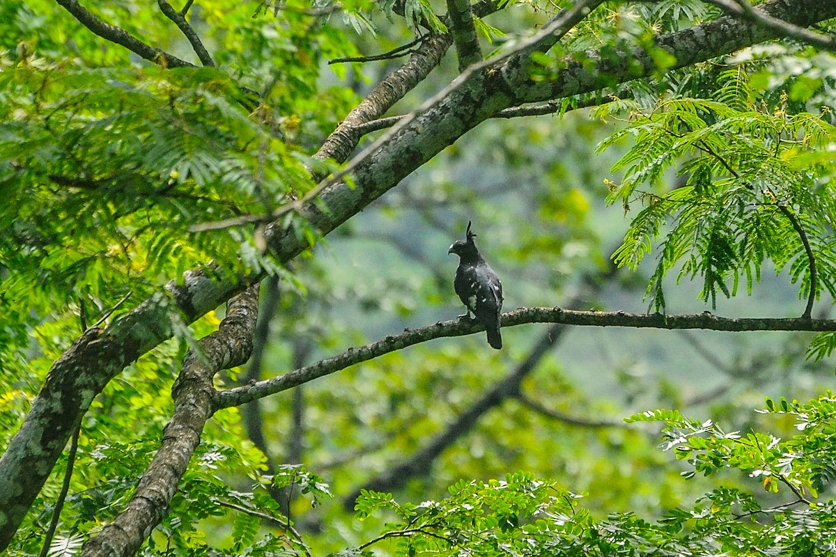 Black Baza - ML639511202