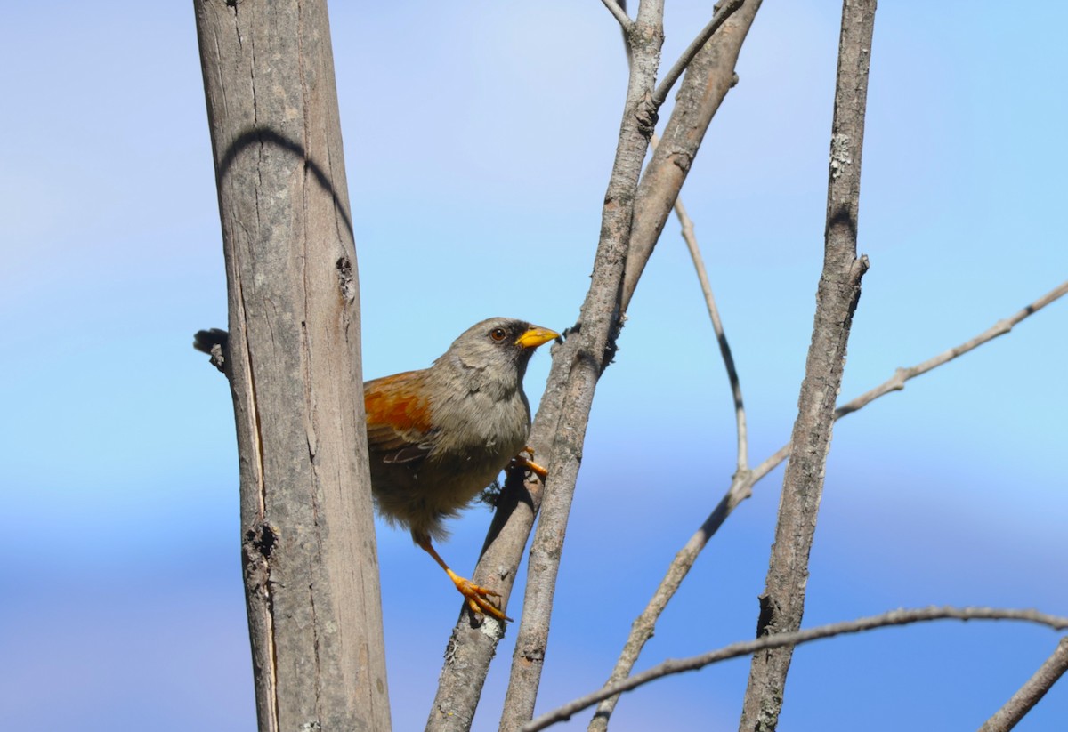 Rufous-backed Inca-Finch - ML639511204