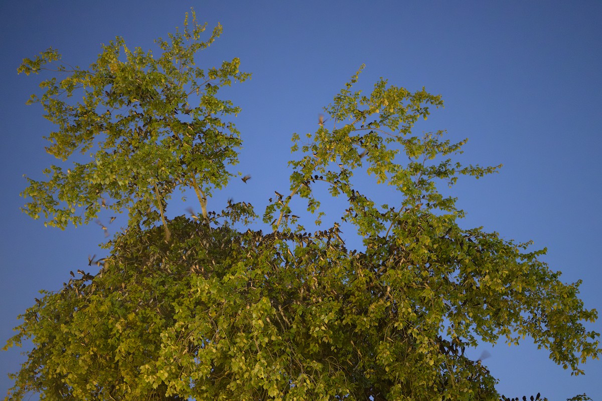 Golondrina Purpúrea - ML639511264