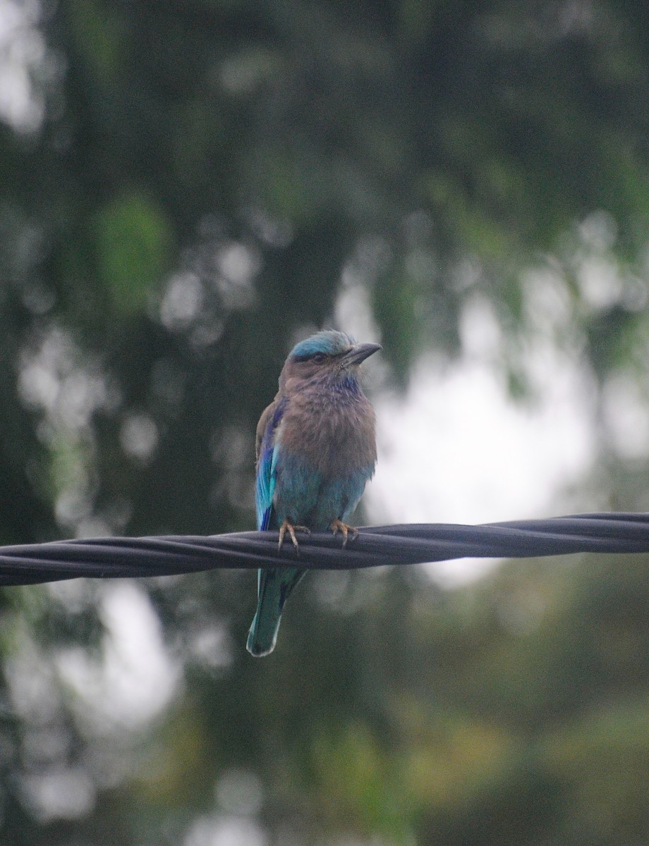 Indochinese Roller - ML639511384