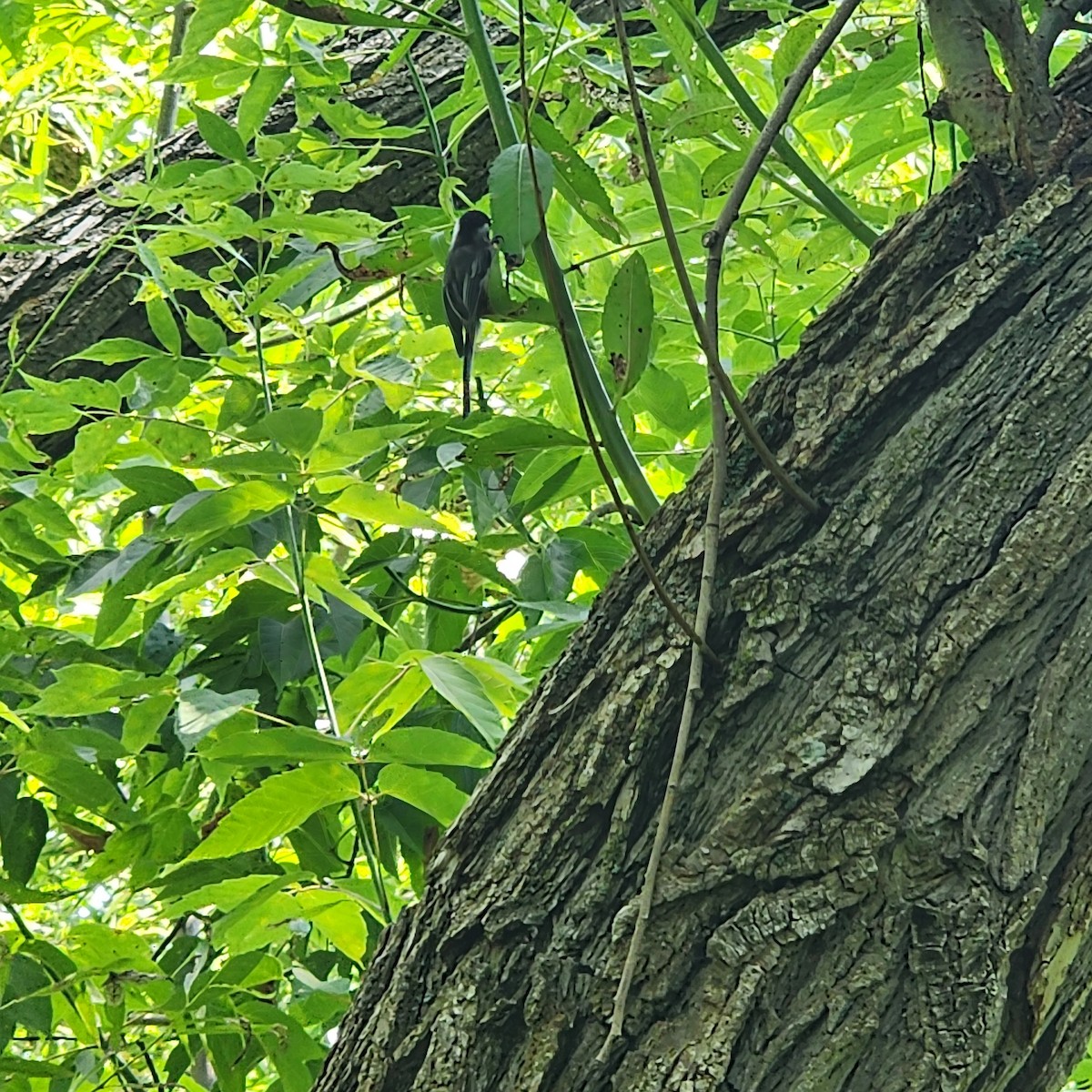 Black-capped Chickadee - ML639511412