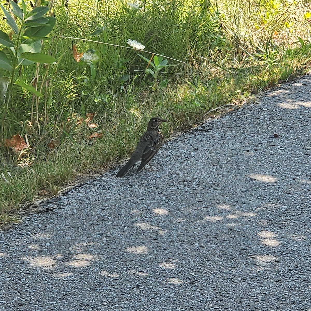 American Robin - ML639511430