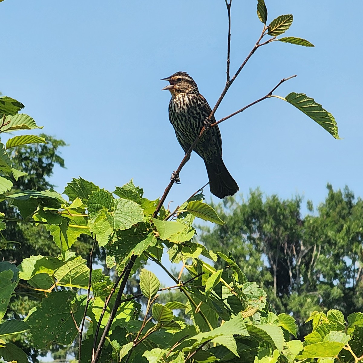 Red-winged Blackbird - ML639511437