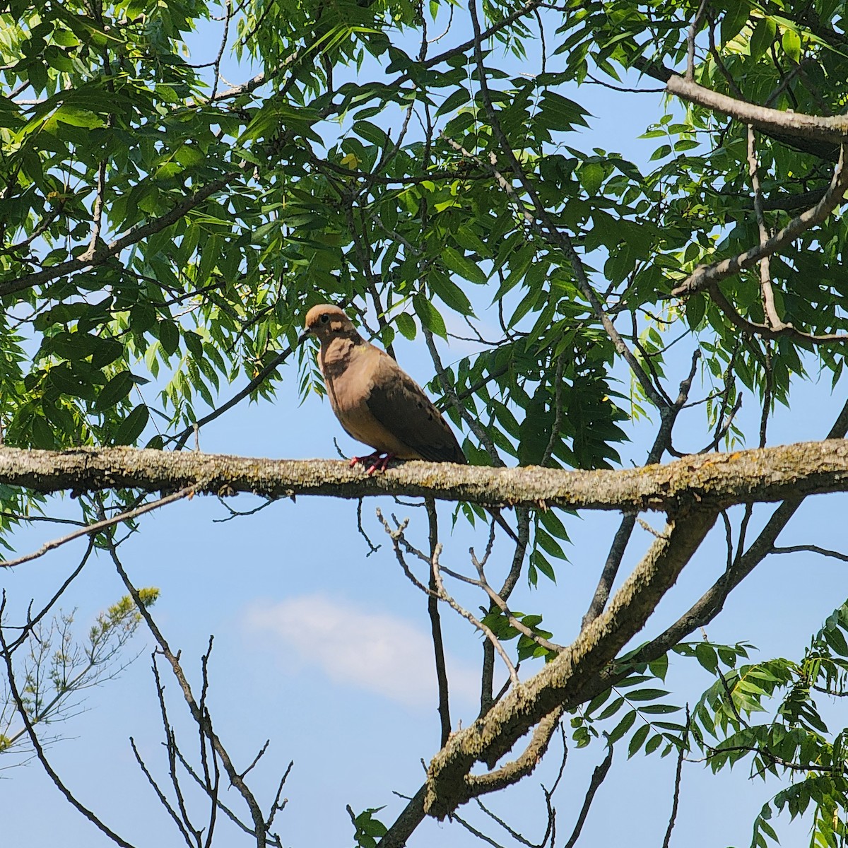 Mourning Dove - ML639511440