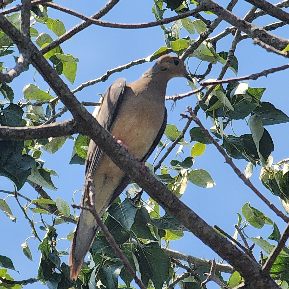 Mourning Dove - ML639511445