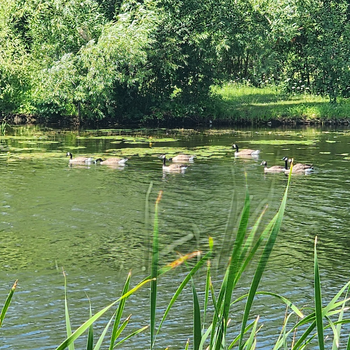 Canada Goose - ML639511446