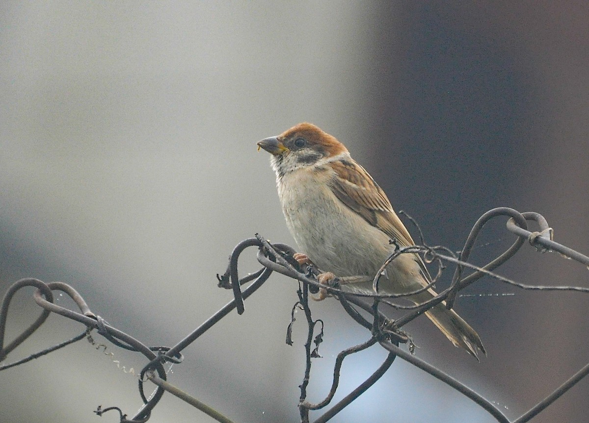 Eurasian Tree Sparrow - ML639511449